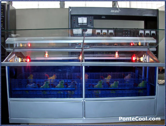 Moderna y llamativa incubadora de animales