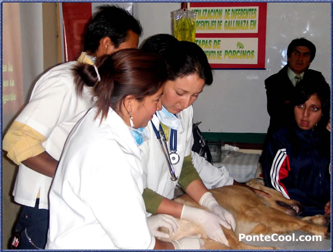 Futuros m&eacute;dicos veterinarios en plena acci&oacute;n
