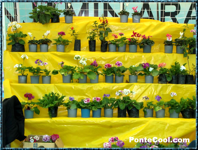 Las plantas y el amor a la naturaleza tambi&eacute;n presente