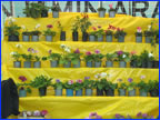 Plantas y naturaleza 